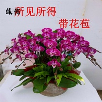 Phalaenopsis potted plants with flower buds high-grade gifts flowers seedlings flowers flowers four seasons no.