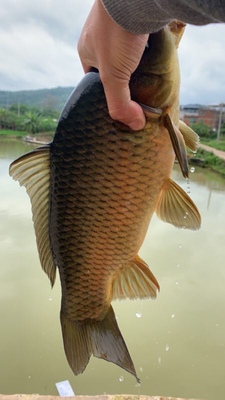 火爆的大家用化氏一味EX鱼竿怎么样，好不好用？质量靠得住吗？