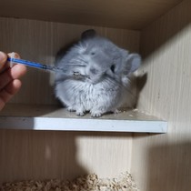 Pet feeding hamster hamster dragon cat feeding machine rabbit feeder squirrel 3ml pills to feed the 1ml needle tube universal