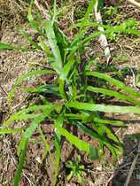 Chinese Herbal Medicine Farmhouse Fresh Flying Day Centipede of Grass Bamboo Festival Sprout and Grass Flying Sky Centipede 250 gr Fresh Pine