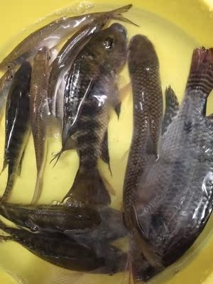 不错,这款鱼竿很好,很轻,手感不错,喜欢,值得购买 不错,这款鱼竿很好,很轻,手感不错,喜欢,值得购买