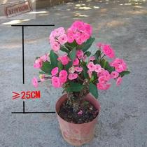 Potted with rare perennial flowers Good new varieties Begonia flowering leaves Iron tiger thorn Qi plum pink big four seasons