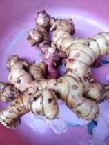 Fresh now dig south ginger blue ginger Chaoshan ginger wild mountain ginger 500 gr reeds of reed ginger winter scrotum