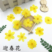 Jashun flower dripping glue dried flower embossing material DIY mobile phone case dried flower plant specimen teaching real flower