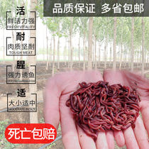 Earthworm live bait living red bait fishing wild crucian carp wild fishing bait bulk breeding fertilizer fishing powder