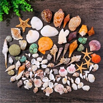 Natural conch shell starfish tank coral crafts Mediterranean decorative props fish tank landscaping shell ornaments