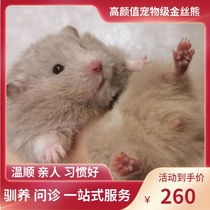 (Snow North Xiangnan)Pigeon gray long-haired short-haired domestic rare hair color Golden silk Bear Relatives Shih Tzu bear