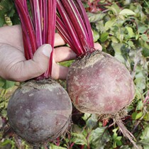 5kg of fresh vegetables beetroot beetroot head carrot carrot cabbage head vegetable agricultural products self-grown farmers do not fight medicine