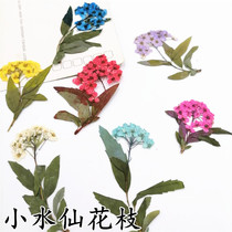 Small daffodil branch Small plum branch embossed dried flower specimen drop glue pressed flower Handmade soap flower material Real flower embroidered chrysanthemum