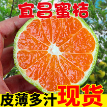 Yichang tangerine 5kg fruit fresh season whole box thin green peel orange seedless citrus 10 season Wholesale