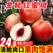 Qingzhou golden autumn red peach fresh peach 5kg of seasonal fruit whole box winter peach ugly peach explosion Peach