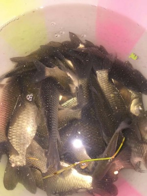 评测点评佳钓尼鱼竿有哪些系列，哪款型号比较好的？老司机说说！