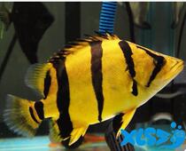Three-pattern Taibei tiger fish fine three-pattern Tiger Thai Tiger Dragon fish mixed Indonesian small fry fry 19-year first batch of seedlings