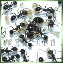 Pet Ant needle hair harvest ant ant message aciculatus 1 after 80 more than work wild natural community