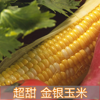 【超甜金银玉米种子】超甜金银粟二号 苞谷种水果玉米 春秋播种_7折