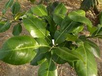 Shanli Baoxin fresh pomelo cotyledon peach leaves Wormwood hanging at the door to take a bath