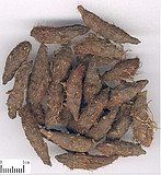 New goods Chinese herbal medicine fragrant aconite grass-peacock with a scent of 500g10