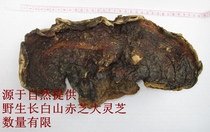 Wild Ganoderma lucidum Changbai Mountain Ganoderma lucidum