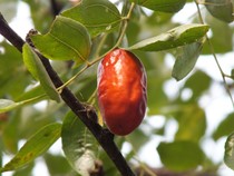 Jujube wild jujube red jujube red jujube sweet