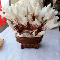 White coral ornaments Bonsai Office decoration floor Home creative jewelry collection Wedding gifts