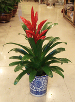 Hyacinth plants move new home potted plants open gifts housewarming plants absorb formaldehyde plants purify the air