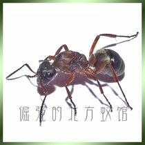 Pet Ant blood red forest Ant formica sanguinea 1 after 300 workers northeast blood