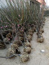 Plum blossom saplings red plum green plum seedlings garden Gardens planting seedlings cold-resistant north and south can be planted for flowering