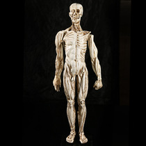 Model Medicine Human Anatomical Muscle Teaching Model Painting Fine Art White Bone View Art Props Resin Male