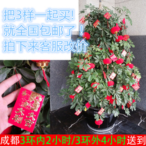 Spring Festival New Year mini put on pendant ornaments shopping mall red thread threading small red envelope spring tree peach tree decoration