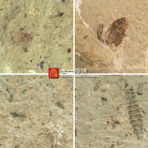 Liaoxi Natural paleontological fossils Insect fossils Rough stone specimens Ornamental stone strange stone Mayfly beetle mosquito fossil