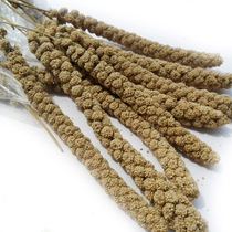 Hamster grain bear funny rat stick grain grain grain grain ear wheat ear lie hand artifact ss snack