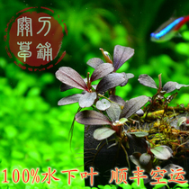 Brownie Sea Lotus Na Helena Pretzels Banyan Guan Knife Grass Laid in Self-produced Water Leaf N Generation Water Grass