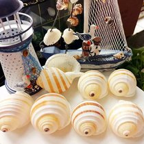 Natural shell sea snail Piano snail fish tank Aquarium decorations Roll shellfish breeding shell fleshy flower pot small ornaments