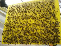 Insect Trap board 20 * 25CM myworm board double-sided special stick yellow board Blue Board 600 sheet whole box