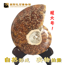 Boutique paleontology Large spotted color snail fortune snail leaf ammonite jade snail fossil specimen fortune transport ornaments