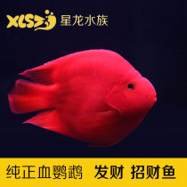 Taiwan Blood Parrot Fish Living God of Wealth Yuanbao Parrot Tropical Ornamental Fish Fortune Fish Wealth Fish Fengshui Fish