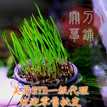 Beauty ETB acrylic watergrass landscaping planting basin micro-landscape potted plants with seed water grass basin