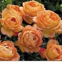 European moon small seedlings Spot European and American moon flower seedlings European moon Fujimoto moon mid-sized seedlings Powder Lonza gem toothpick seedlings