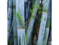 Fresh pick single bamboo leaf single bamboo heart water tube bamboo small single bamboo powder wax single bamboo other stew wild vegetables sweet grass tea