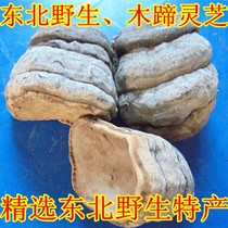 Natural wild wood Lucid Lucid wood hooded pore fungus Tongue Lingzhi 250 gr