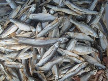 Northeast freshwater green scaly fish dry Songhua River fish dry and dry goods spring raw fish salted fish dry