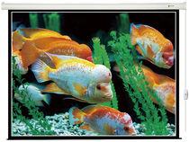 Zhangjiagang Green Leaf Projection Screen 100 Inch Electric Screen Projection Screen Projection Screen