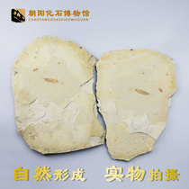 Liaoxi Natural three-tailed ephemera fossil Paleontological fossil Primitive Insect fossil Ornamental stone strange stone specimen