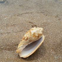 Emperor snail 5-7CM starfish conch shell wedding props fish tank landscaping wedding floor coral ornaments DIY