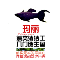 South American Aquarium Society Mary fish dovetail black Mary Golden Mary fish tool fish Viviparous fish Special feed water surface oil film