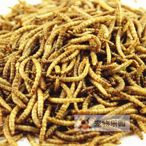 ja-kal Gaka bulk insect 20 dried bread worm dried yellow mealworm nutritional protein crispy delicious hamster zero g