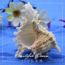 Full 35 yuan Chrysanthemum snail fish tank decoration home collection ornaments natural shell conch coral Special