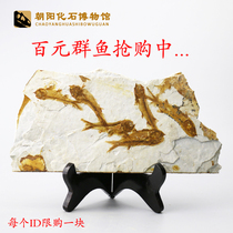 Special offer Liaoxi natural wolf fin fish fossil group fish bare plate Paleontological animal fossils Popular science rough specimens
