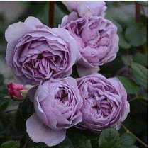 Garden green planting European moon seedlings potted European moon flower seedlings vine flower seedlings rose rose rose rose rose Rose