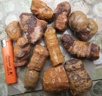 Ning Qiang Coral Jade Quad-shot Monomer Coral Fossil can be carved to make play octopus beads 2 catties boutique W